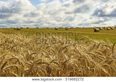 Wheatfield And Haystacks Of Wheat Of Yellow Color During Harvest.