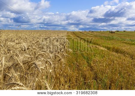 Wheatfield And Haystacks Of Wheat Of Yellow Color During Harvest.