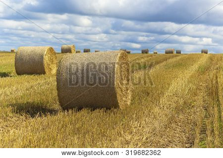 Wheatfield And Haystacks Of Wheat Of Yellow Color During Harvest.