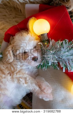 Chinese Crested Powderpuff Dog Sleeps On Christmas Background. Top View