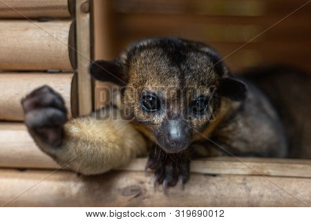 Kinkajou In His House, Holds Out A Paw, Clasped In A Fist