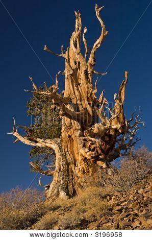 BRISTLECONE fyr