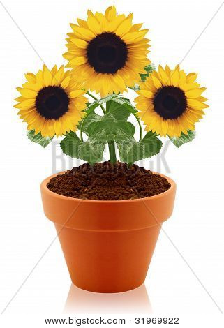 Girasole In Pot di argilla