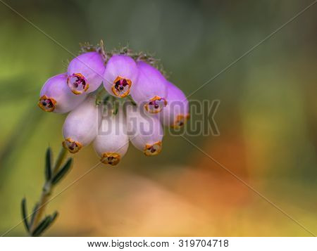 Beautiful Pink Flowers Against A Colorful Background