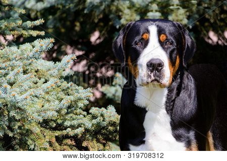 Greater Swiss Mountain Dog Portrait. The Greater Swiss Mountain Dog Is In The In The City Park.