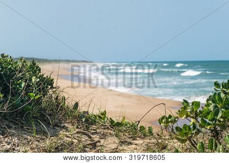 Phothole Plants Grows Its Roots Amid The Brazilian Sand, Their Leaves Are Round, The Fringe Is Blury