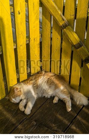 A Yellow Homemade Wood Fence, A Cute Fuzzy Cat Is Sleeping Using The Fence As A Backboard, The Cat I