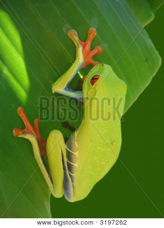Rouge aux yeux de grenouille sur une feuille