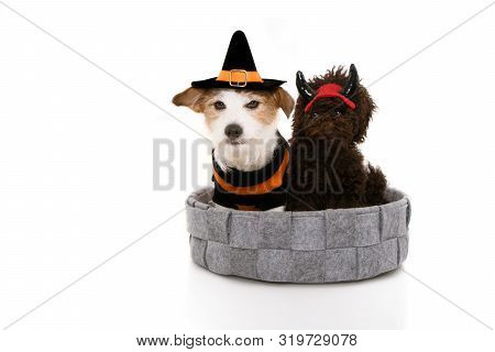Dog Halloween Or Carnival Costume. Jack Russell With Wizard Or Witch Hat And Poodle Puppy With Devil