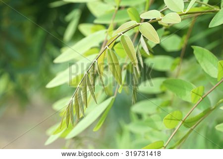 Close Up Senna Siamea Leaves In Nature Garden