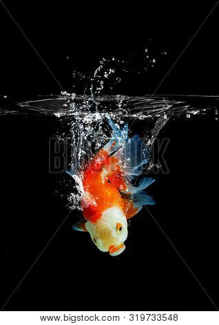 Goldfish Leapt Into The Water, Gold Fish Swimming On A Dark Background