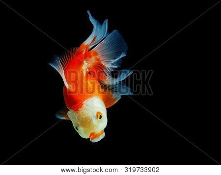 Goldfish Swimming In Dark Background,  Glod Fish