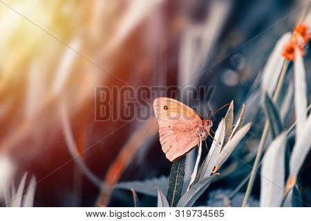 Nice Butterfly With Closed Wings Sit On Grass. Toned Photo
