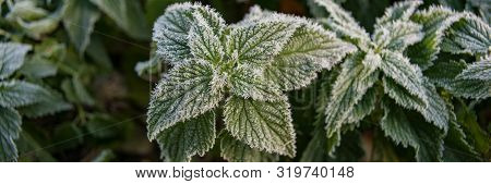 Green Plants And Foliage Covered By Rime Of Sunny Morning On The Meadow. Autumn Season. Web Banner. 