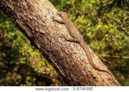 Bengal Monitor Lizard (varanus Bengalensis). Reptile Varan Resting On Big Tree In Jungle Of Sri Lank
