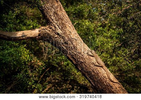 Bengal Monitor Lizard (varanus Bengalensis). Reptile Varan Resting On Big Tree In Jungle Of Sri Lank