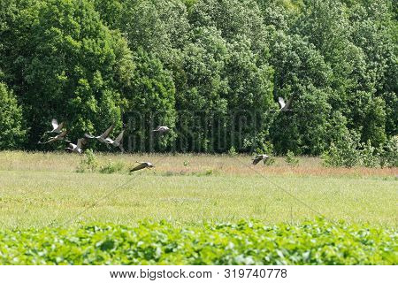 Grus Grus. Common Crane Rest On The Edge Of The Forest. Birds On The Meadow. Eurasian Crane  Rising 