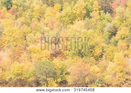 Yellow Trees Leaves In Autumn Day. Pattern