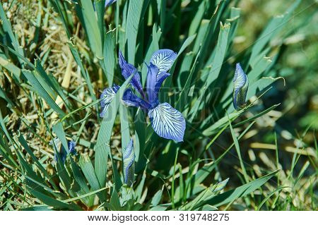 Iris Graminea Flowers In Mongolia, Asia Close Up