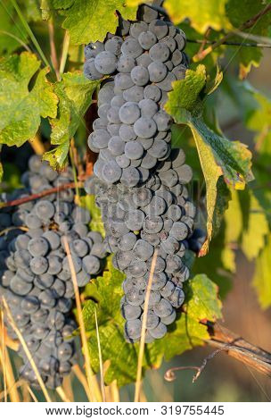 Close Up Of Red Merlot Grapes In Vineyard. Medoc, Gironde, Aquitaine. France