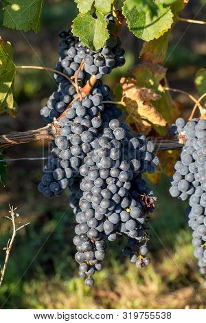 Close Up Of Red Merlot Grapes In Vineyard. Medoc, Gironde, Aquitaine. France
