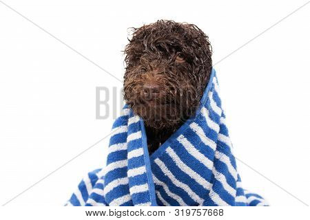 Wet Puppy Dog Wrapped With A Striped Blue Towel After Take A Shower Or Bath.