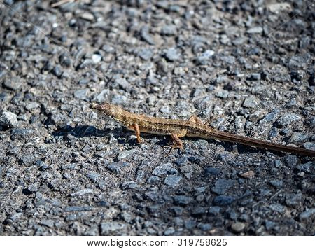 A Japanese Grass Lizard, Takydromus Tachydromoides, Scurries Across A Walking Path In Yokohama, Japa