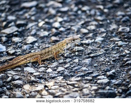 A Japanese Grass Lizard, Takydromus Tachydromoides, Scurries Across A Walking Path In Yokohama, Japa