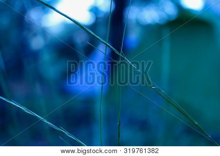 Focus The Green Thin Blanch, Backround Coldblue And Green