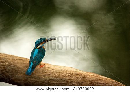 Common Kingfisher (alcedo Atthis) Sitting On Wood Trunk Near Its Favorite Pond And Waiting For Fish,