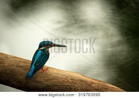 Common Kingfisher (alcedo Atthis) Sitting On Wood Trunk Near Its Favorite Pond And Waiting For Fish,