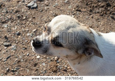 Little Smart Dog Looks Towards The Sun And Squints