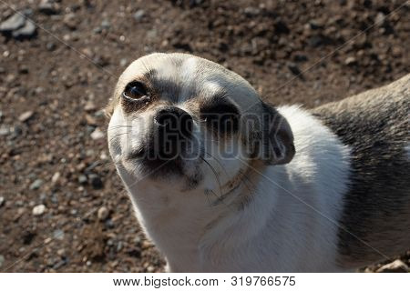 Small Dog Turning And Pressed His Ears And Looks Inquiringly Embarrassed