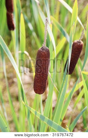 Reedmace, Cat - Tail, Bulrush, Swamp Sausage, Punks, Typha Angustifolia
