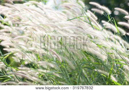 Beautiful Soft Light Meadow Flower Grass In Countryside Background