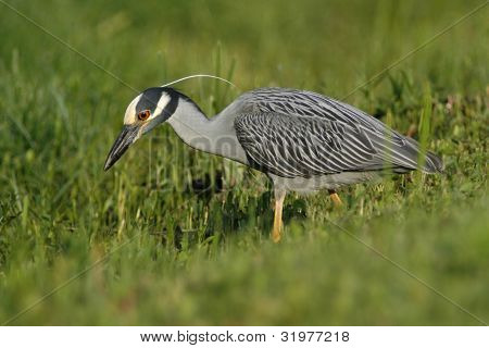 Gul-kronet Night Heron