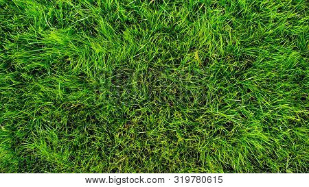 Beautiful Natural Green Grass Lawn Texture Background