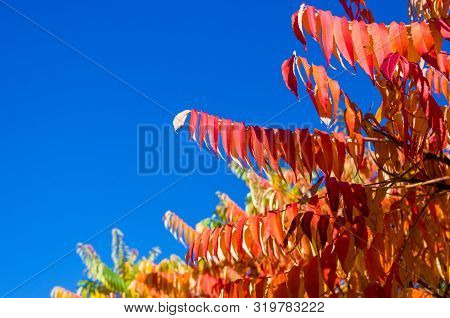 Autumn Red And Yellow Colors Of The Rhus Typhina, Staghorn Sumac, Anacardiaceae, Leaves Of Sumac On 