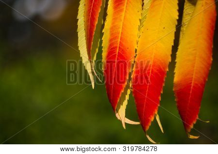 Autumn Red And Yellow Colors Of The Rhus Typhina, Staghorn Sumac, Anacardiaceae, Leaves Of Sumac On 