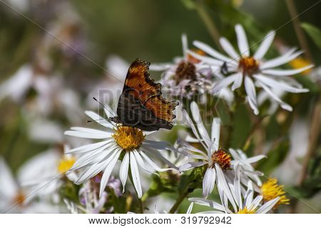 Eastern Comma Butterfly On A White Daisy