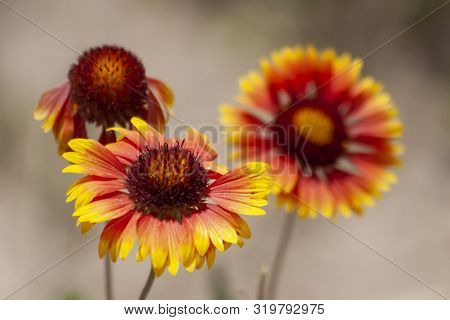 Desert Red And Yellow Indian Blanket Wildflowers