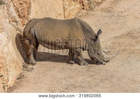Rhinoceros, Rhino In Wildlife Portrait