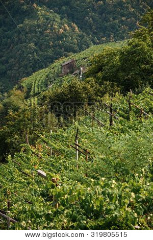 Grapes And Wine In The Italian Alps