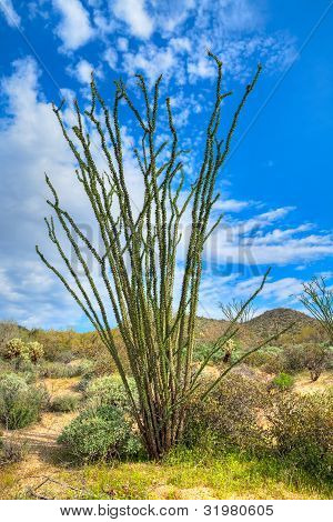 Ocotillo