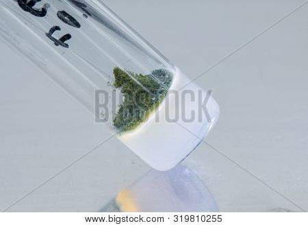 Obtaining Antibiotics From Experimental Mold. Formation Of Green Mold In A Laboratory Test Tube. Tes