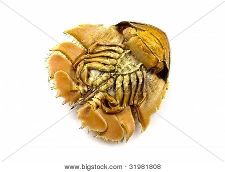 Balmain Bugs