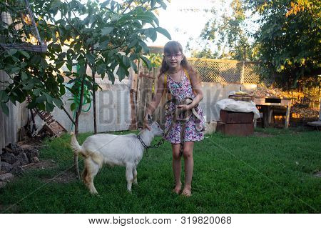 Funny Goat On The Goat Farm. Agrotourism. Farm Animals. Summer Sunny Day In Village. Happy Young Gir