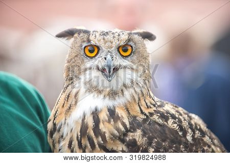 Close-up Portrait Of A Big-eared Owl At The Fair. Closeup.