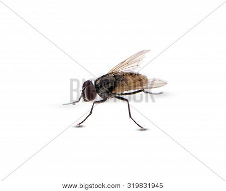 Fly An Isolated On A White Background