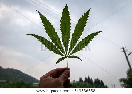 A Green Hemp Sheet Lies On The Hands Of A Young Woman, In The Background A Green Grass, A Sheet Of R